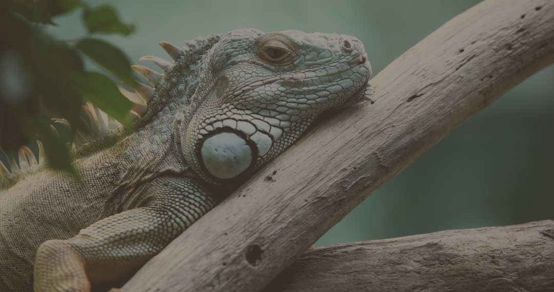 iguana