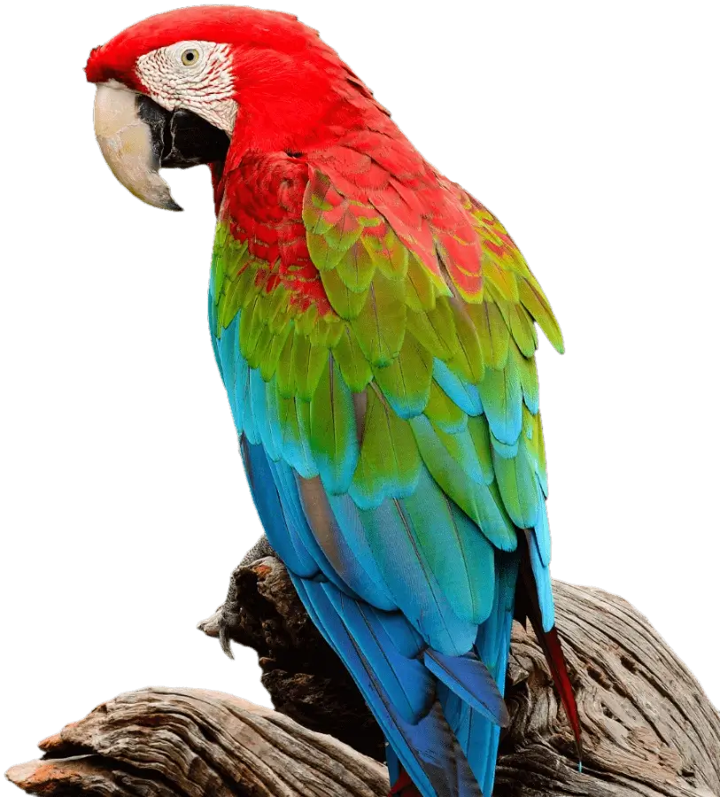 papagaj