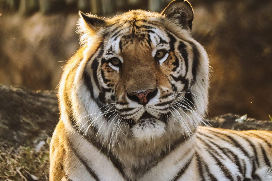 tigar